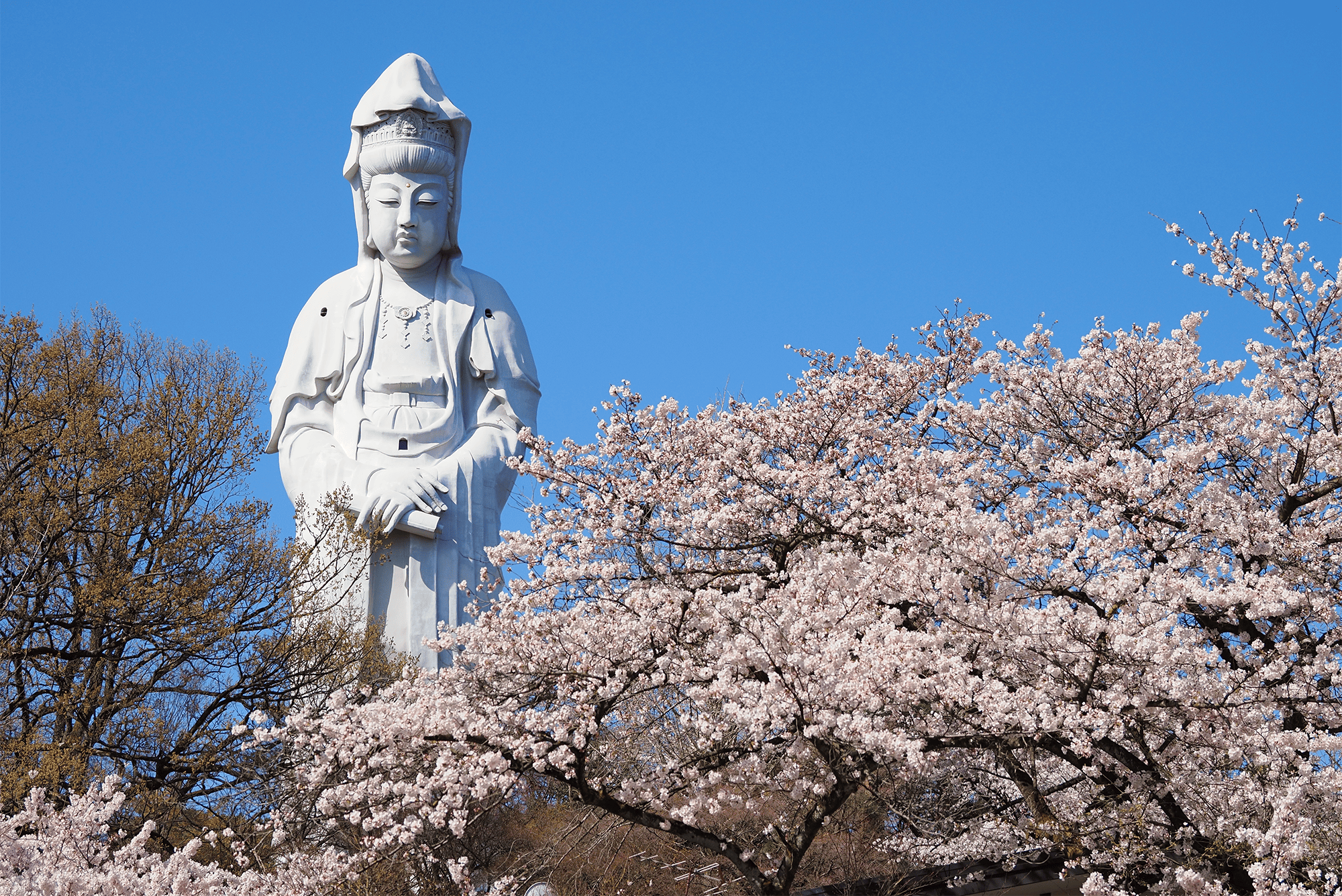 高崎白衣大観音と満開のソメイヨシノの写真